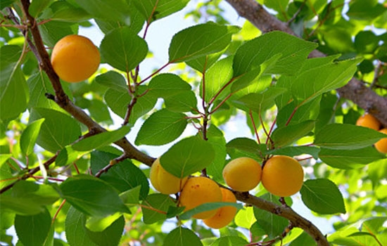 立夏吃個杏，到老沒有病