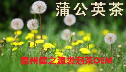 蒲公英茶，今天您喝了嗎？