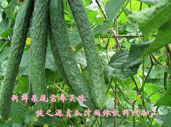 青瓜的六大營養(yǎng)價值，你知道嗎？